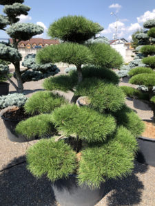 1923 - Borovice pokroucená - Pinus contorta