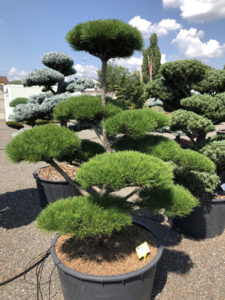 1935 - Borovice pokroucená - Pinus contorta