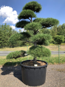 1937 - Borovice černá pravá - Pinus nigra nigra