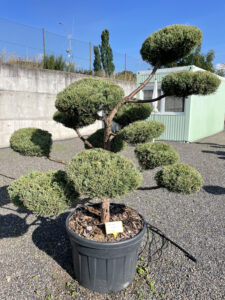 1957 - Jalovec viržinský - Juniperus virginiana 'Grey Owl'