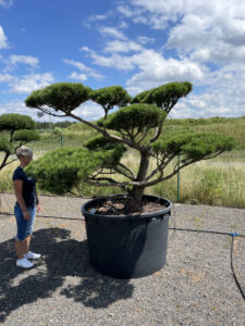 1979 - Borovice lesní - Pinus sylvestris 'Norske Typ'