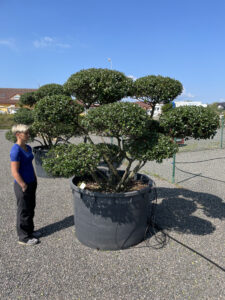 1998 - Cesmína modrá - Ilex meserveae 'Blue Princess'