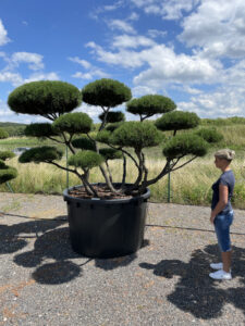 2035 - Borovice kleč - Pinus mugo
