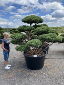 2042 - Borovice lesní - Pinus sylvestris 'Watereri'