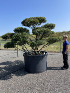 2064 - Cesmína modrá - Ilex meserveae 'Blue Princess'