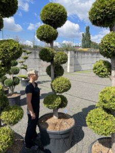 2095 - Zerav západní - Thuja occidentalis 'Brabant'