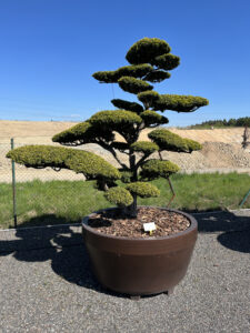 2103 - Tis japonský - Taxus cuspidata