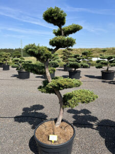 2105 - Modřín japonský - Larix kaempferi
