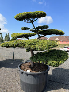 2109 - Tis červený - Taxus baccata 'Aurea'