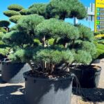 2120 - Borovice lesní - Pinus sylvestris 'Watereri'