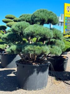 2120 - Borovice lesní - Pinus sylvestris 'Watereri'
