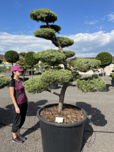 2121 - Jalovec prostřední - Juniperus media 'Hetzii'
