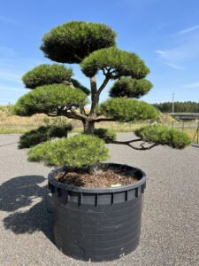2122 - Borovice černá pravá - Pinus nigra nigra
