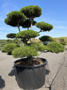 2124 - Borovice černá pravá - Pinus nigra nigra