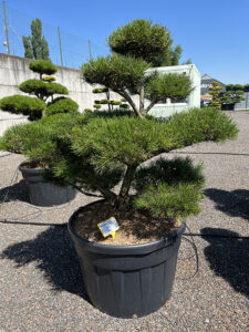 2138 - Borovice pokroucená - Pinus contorta