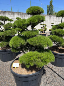 2139 - Borovice pokroucená - Pinus contorta