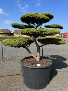 2144 - Tis červený - Taxus baccata 'Aurea'