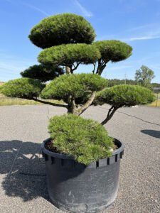2157 - Borovice černá pravá - Pinus nigra nigra