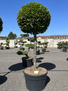 2165 - Habr obecný - Carpinus betulus