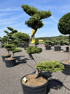 2174 - Modřín japonský - Larix kaempferi