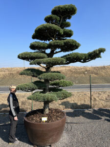 2177 - Borovice drobnokvětá - Pinus parviflora 'Glauca'