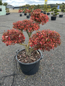 2180 - Brslen křídlatý - Euonymus alatus