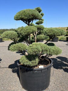 2189 - Borovice lesní - Pinus sylvestris 'Watereri'