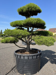 2191 - Borovice černá pravá - Pinus nigra nigra