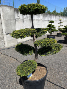 2200 - Tis červený - Taxus baccata 'Dovastoniana'