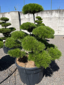 2206 - Borovice pokroucená - Pinus contorta