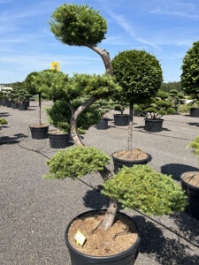 2209 - Modřín japonský - Larix kaempferi