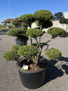 2215 - Cesmína vroubkovaná - Ilex crenata