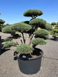 2225 - Borovice lesní - Pinus sylvestris 'Watereri'