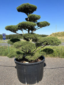 2227 - Borovice lesní - Pinus sylvestris