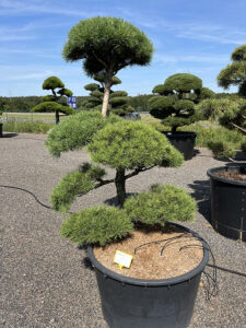 2235 - Borovice lesní - Pinus sylvestris