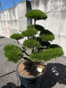 2240 - Borovice pokroucená - Pinus contorta