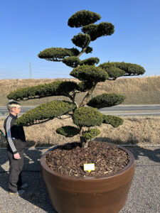 2244 - Tis japonský - Taxus cuspidata