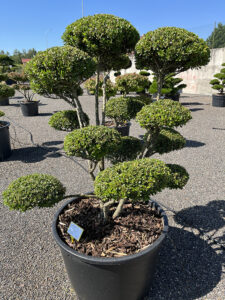 2249 - Cesmína vroubkovaná - Ilex crenata
