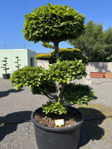 2251 - Buk lesní - Fagus sylvatica