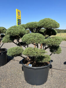 2256 - Borovice lesní - Pinus sylvestris 'Watereri'