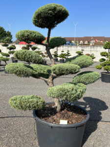 2266 - Jalovec prostřední - Juniperus media 'Hetzii'