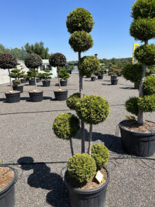 2267 - Zerav západní - Thuja occidentalis 'Brabant'