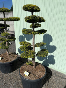 2279 - Tis červený - Taxus baccata 'Dovastonii Aurea'