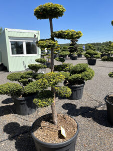 2281 - Tis červený - Taxus baccata 'Dovastonii Aurea'