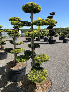 2283 - Tis červený - Taxus baccata 'Dovastonii Aurea'