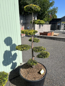 2286 - Tis červený - Taxus baccata 'Dovastonii Aurea'