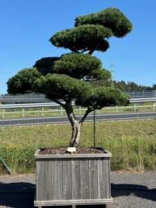 2288 - Borovice drobnokvětá - Pinus parviflora 'Glauca'