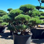 2292 - Borovice lesní - Pinus sylvestris 'Watereri'