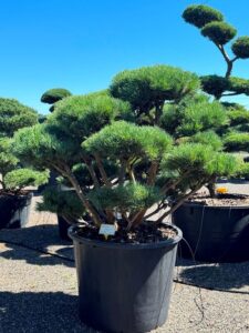 2292 - Borovice lesní - Pinus sylvestris 'Watereri'