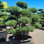 2293 - Borovice lesní - Pinus sylvestris 'Watereri'